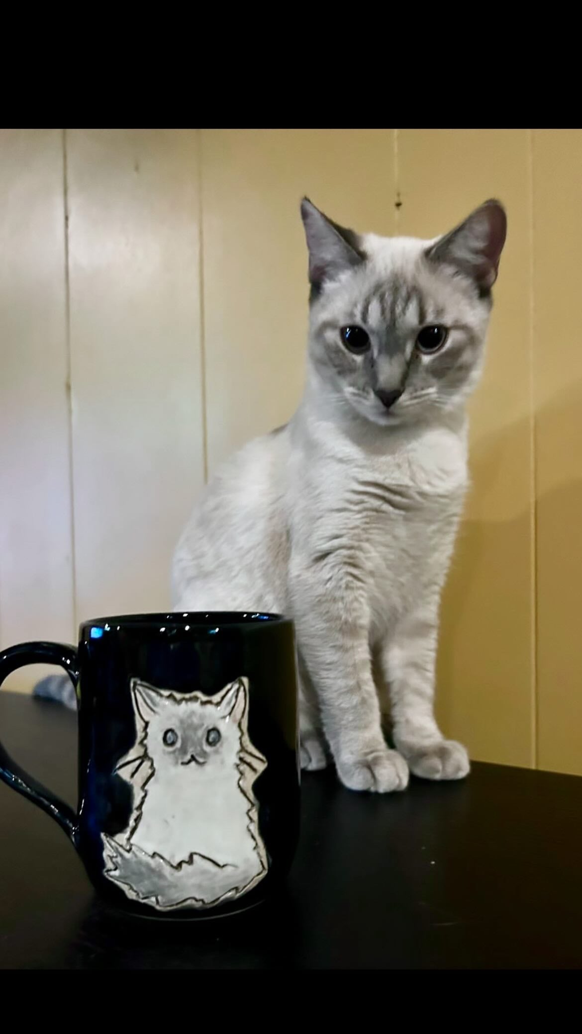 Custom Cat Mug #15 - Taylor
